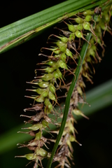 Carex retrofracta