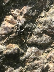 Salticus scenicus