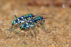 Cosmodela batesi