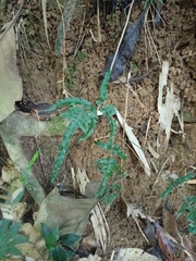 Pteris heteromorpha