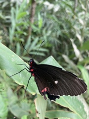 Parides sesostris