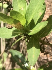 Apodynerus formosensis