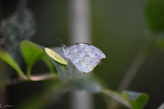 Lieinix nemesis atthis