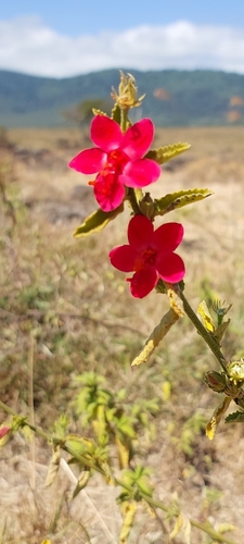 Hibiscus aponeurus