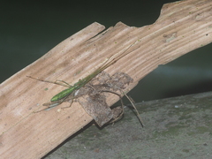 Tetragnatha hasselti