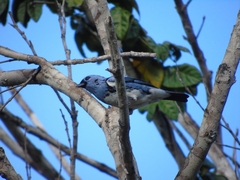 Tangara mexicana brasiliensis