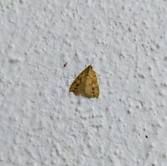 Olulis puncticinctalis