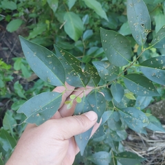 Ligustrum australianum