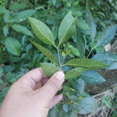 Ligustrum australianum