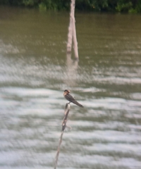 Hirundo tahitica