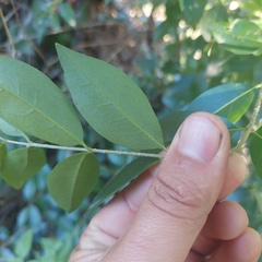 Ligustrum australianum