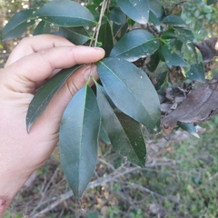 Ligustrum australianum