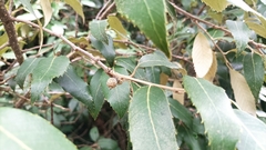 Quercus oblongata
