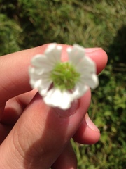 Silene stellata