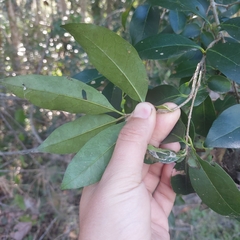 Ligustrum australianum