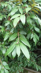 Quercus oblongata
