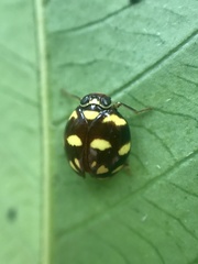 Ceratogergithus pseudotessellatus