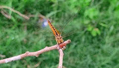 Macrodiplax cora