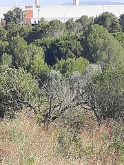 Ficedula hypoleuca
