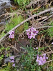 Cardamine raphanifolia acris