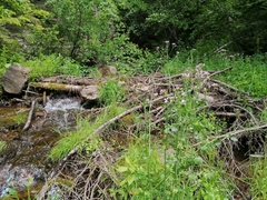 Cardamine raphanifolia acris