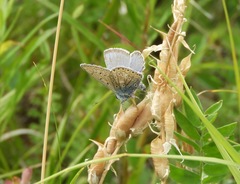 Polyommatus eros boisduvalii