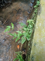 Tectaria siifolia