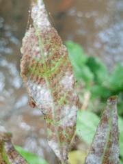 Tectaria siifolia