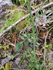 Cardamine raphanifolia acris