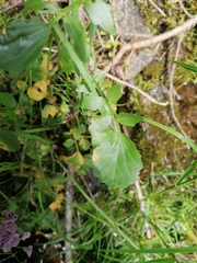 Cardamine raphanifolia acris