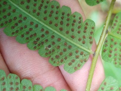 Christella subpubescens