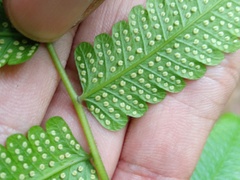 Christella subpubescens