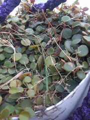 Peperomia rotundifolia