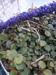 Peperomia rotundifolia