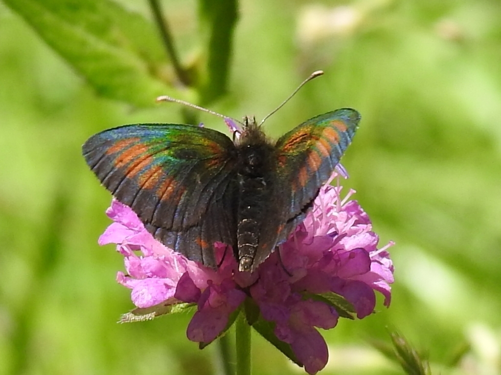 Swiss Brassy Ringlet