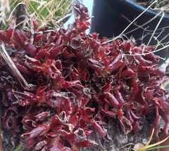 Kalanchoe sexangularis