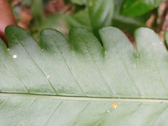 Pleocnemia irregularis