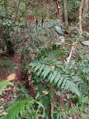 Pleocnemia irregularis