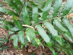 Pleocnemia irregularis