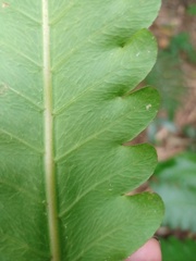 Pleocnemia irregularis