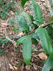 Pleocnemia irregularis