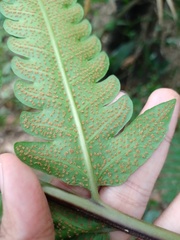 Pleocnemia irregularis