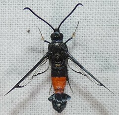 Synanthedon rubrofascia