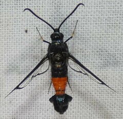 Synanthedon rubrofascia