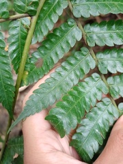 Pleocnemia conjugata