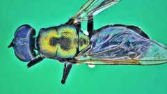 Prosopochrysa vitripennis