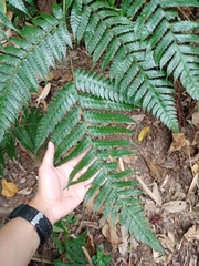 Pleocnemia conjugata
