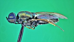 Prosopochrysa vitripennis