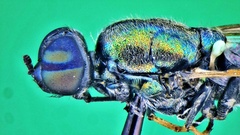 Prosopochrysa vitripennis