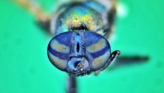 Prosopochrysa vitripennis